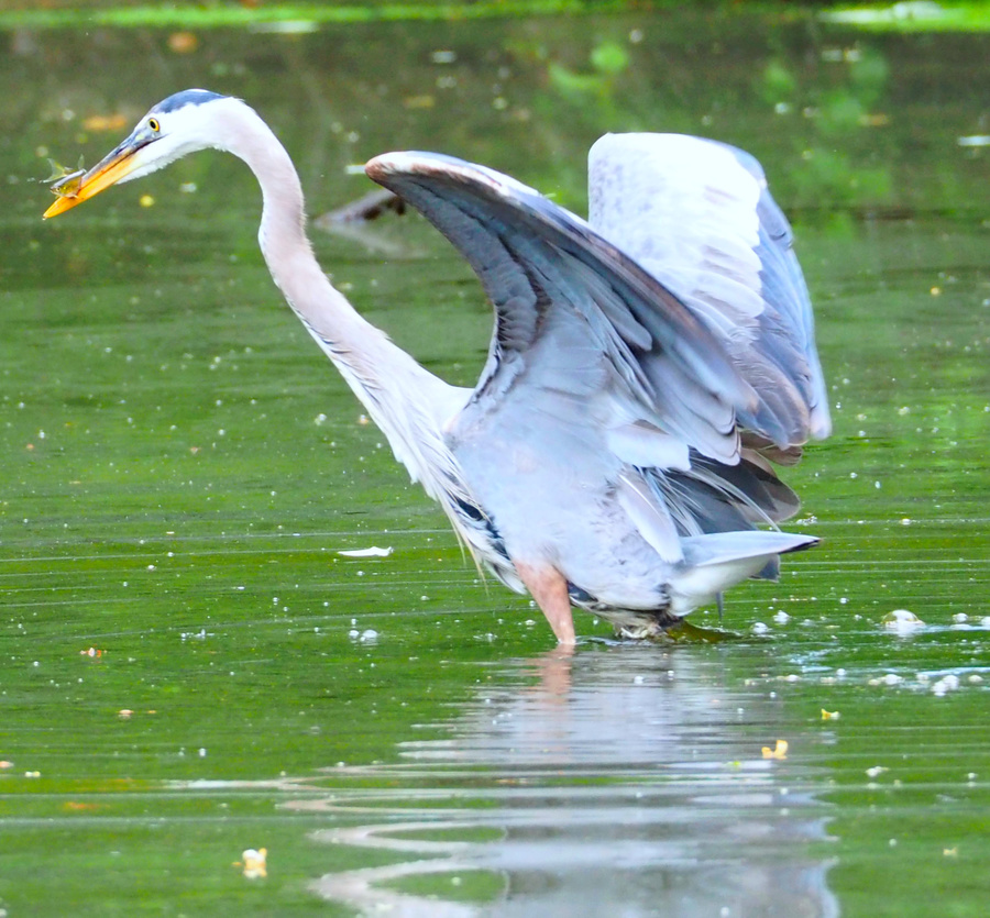 Blue Heron