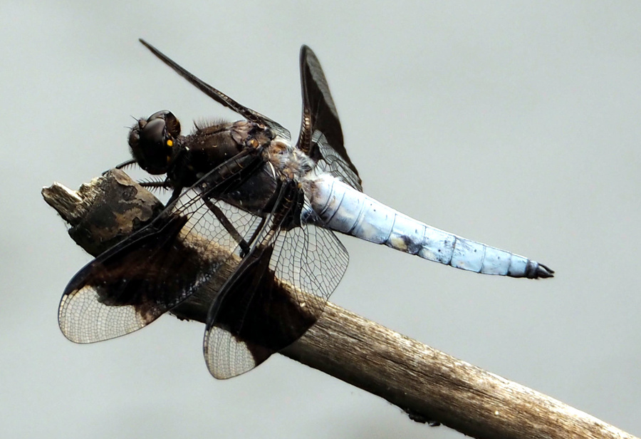 Dragon Fly