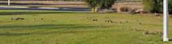 P2060161_cr-quail