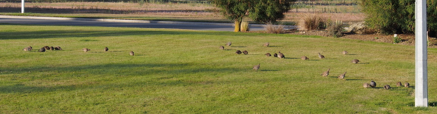 P2060161_cr-quail