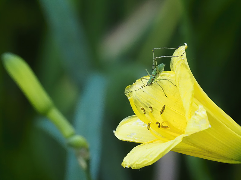 Katydid nymph