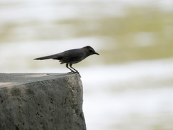 _6290209-DeNoiseAI-standard-SharpenAI-Focus-w