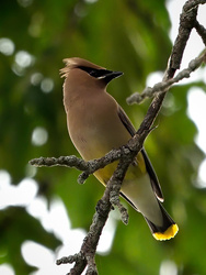 Cedar Waxwing