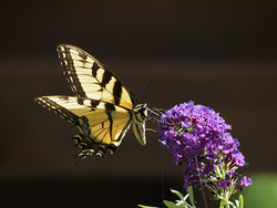 Bees, Brids, and Butterflies