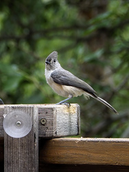 _8150783-DeNoiseAI-standard-SharpenAI-Focus-w