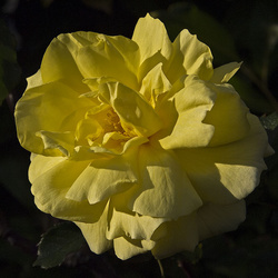 P2160176croofm