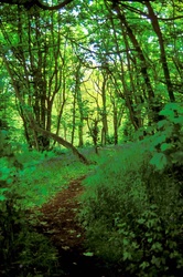 20 - A well trodden path.jpg