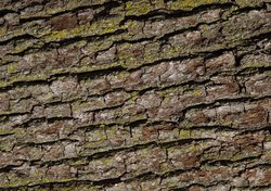 Bark With Moss