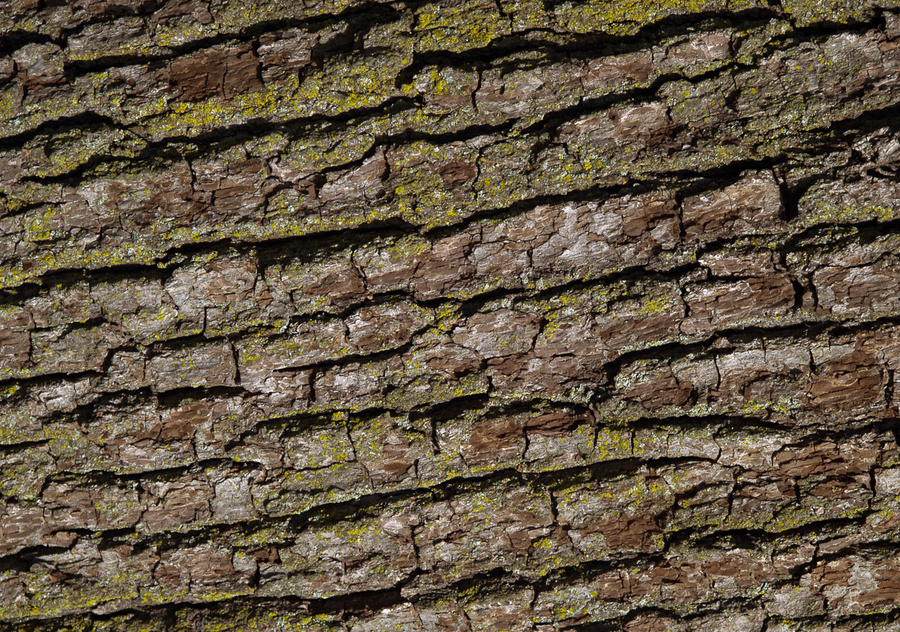 Bark With Moss