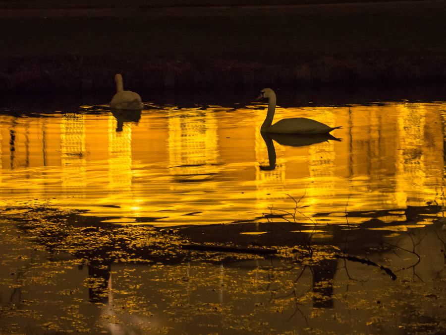 Swans-1.jpg