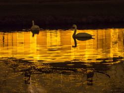 Swans-1.jpg