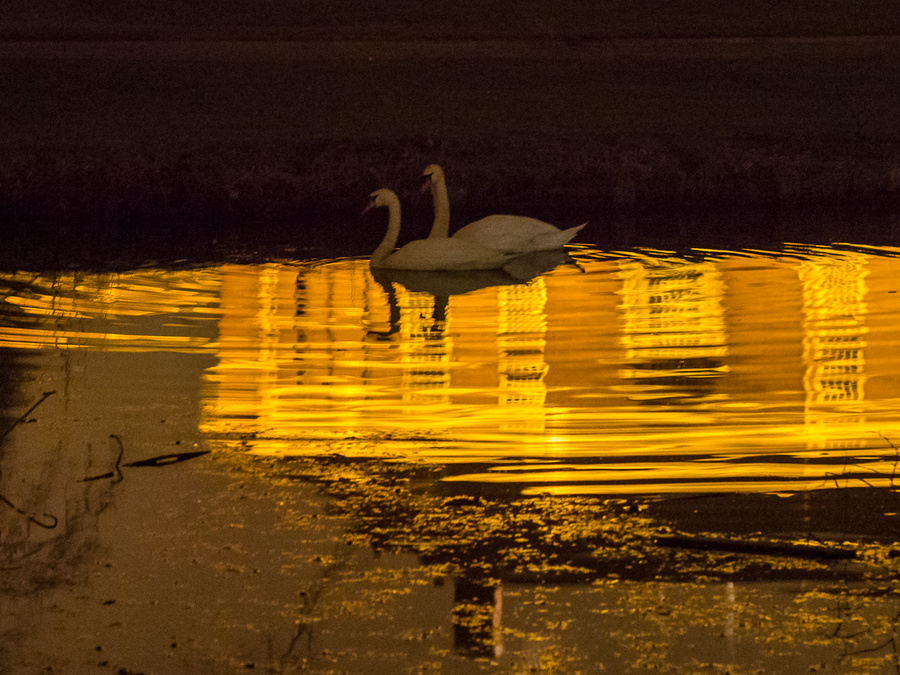 Swans-2.jpg