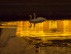 Swans-2.jpg