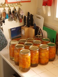Apricots I just bottled.