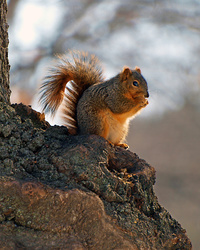 Squirrel