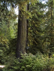 Trees