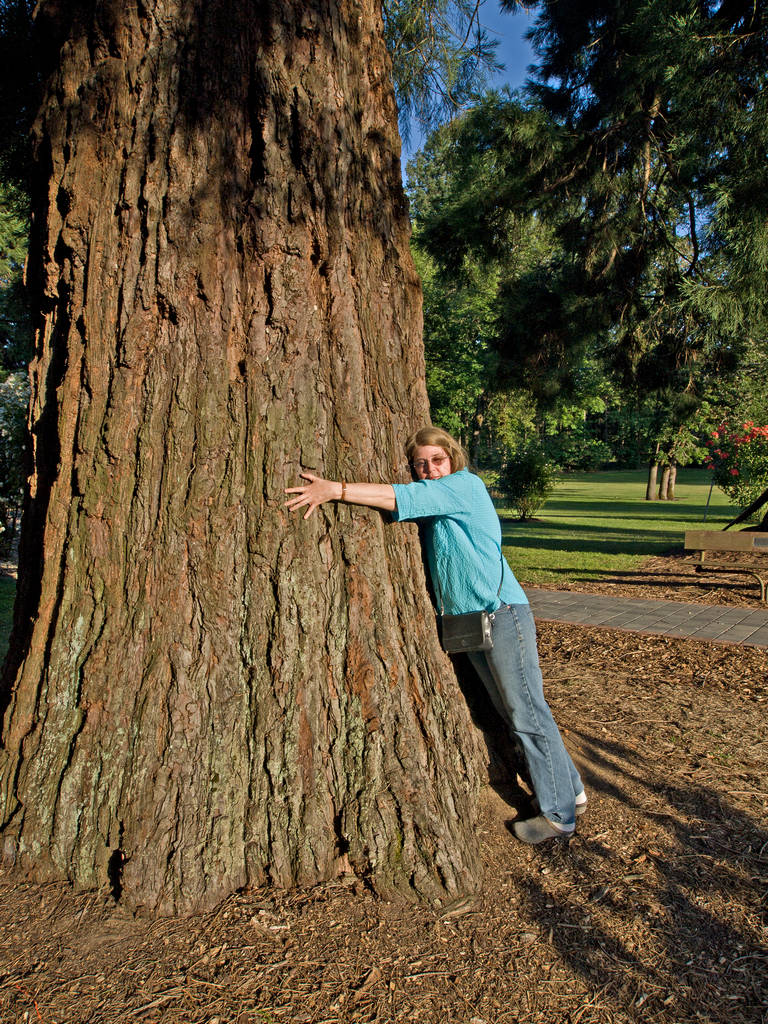 treehugger9725B.jpg