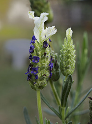 Early Spring, Feb 16-17, 1013