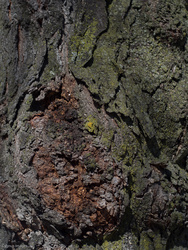Gnarls Bark-ey