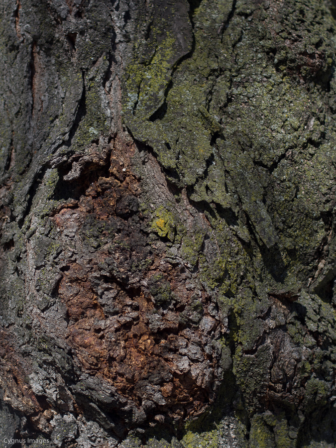 Gnarls Bark-ey