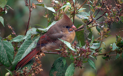 Female Cardinal