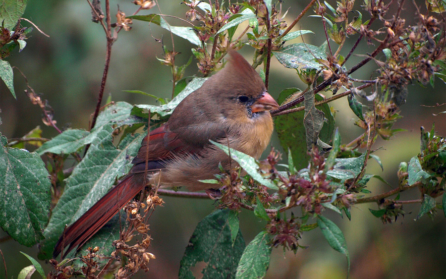 Female Cardinal