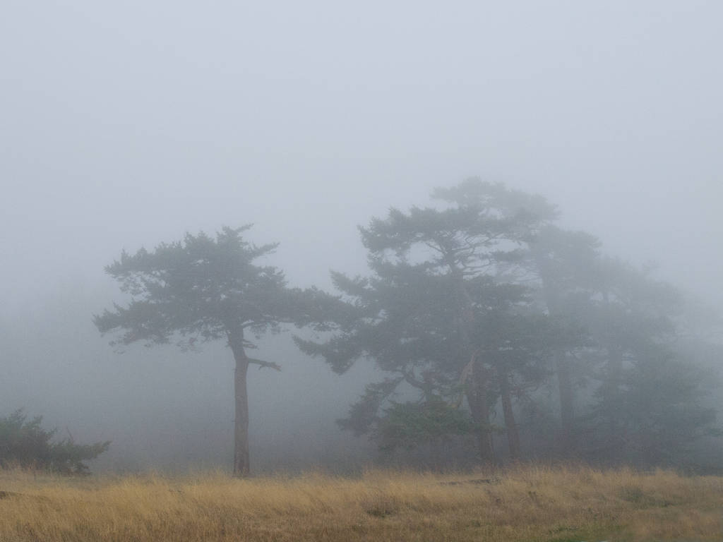 foggytrees3967.jpg