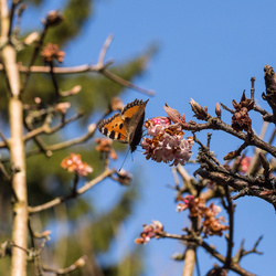 First butterfly