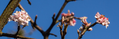 Blossom