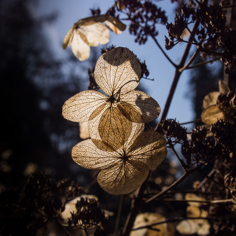 From last year square