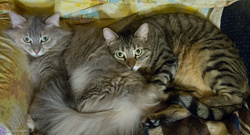 Mother/Daughter Bedtime