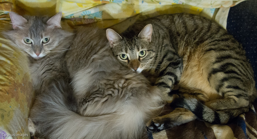 Mother/Daughter Bedtime