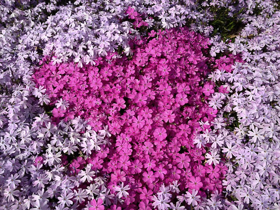 Pretty In Pink