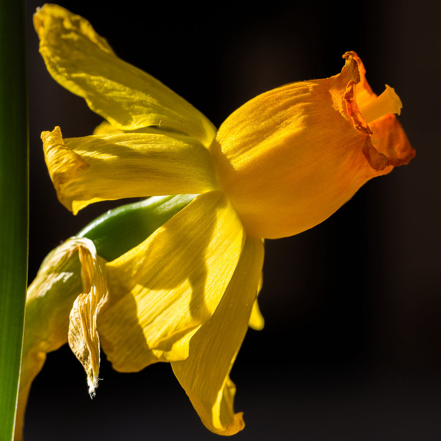 Daffodil