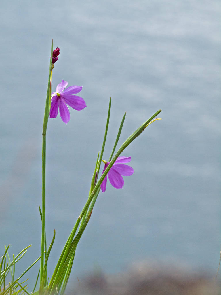 satinflower