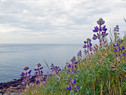 only wildflowers