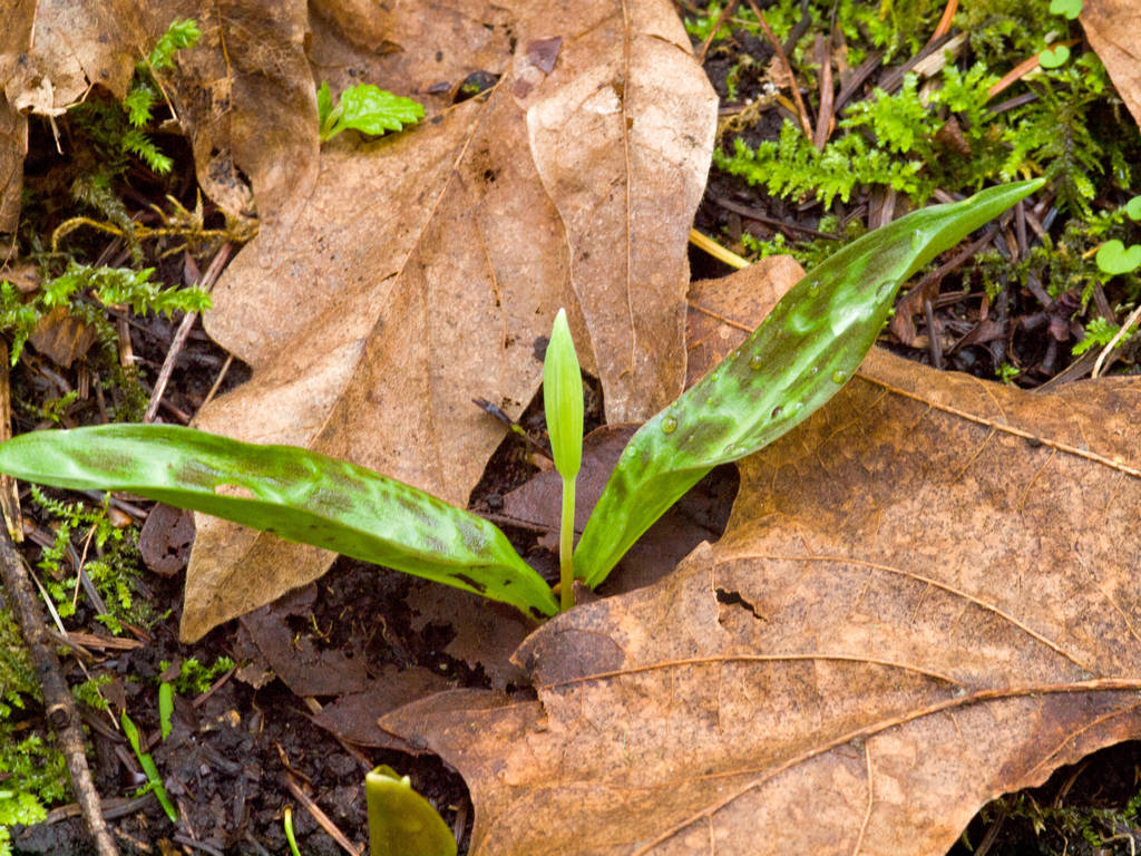 Giant White Fawn Lily