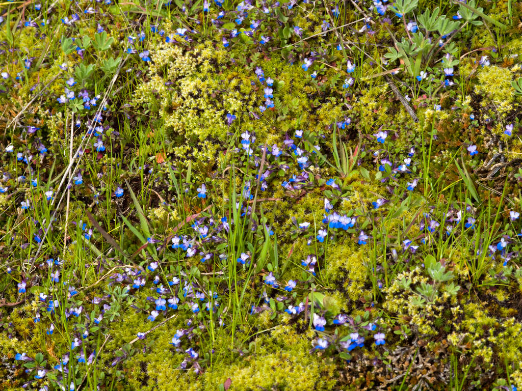 Small flowered blue-eyed Mary