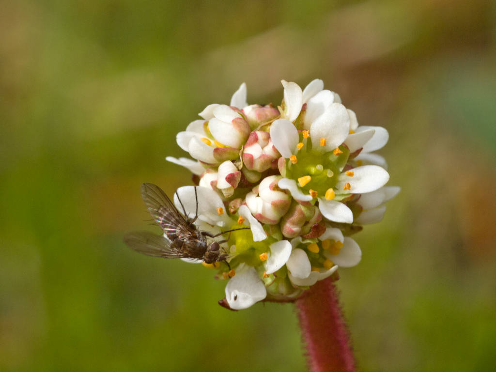 Prairie Saxifrage