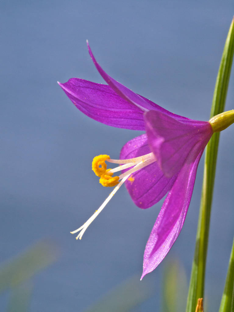 satin flower