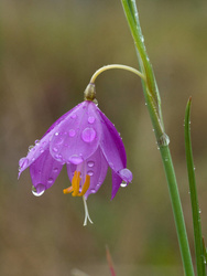 satinflower
