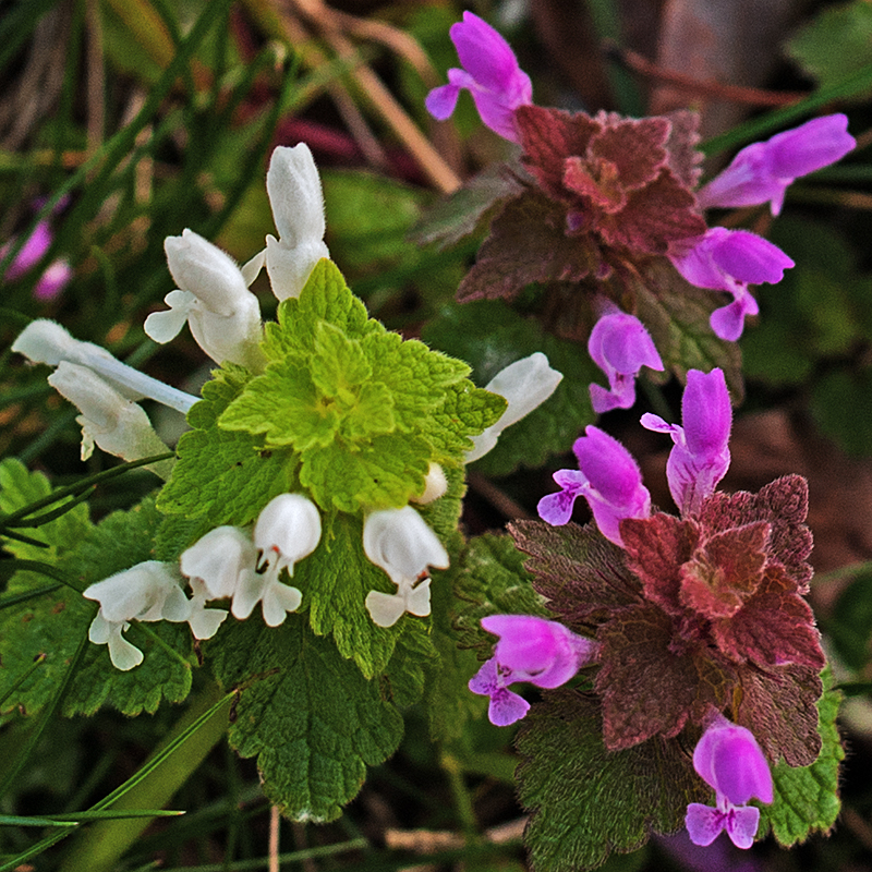 Tiny Wildflowers