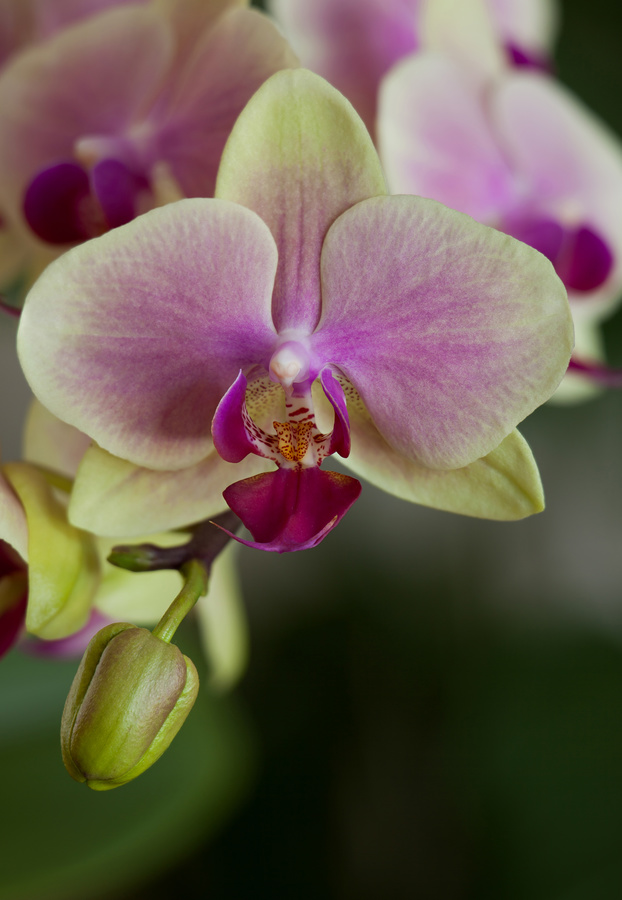 Single Phal stackFMLCEcr