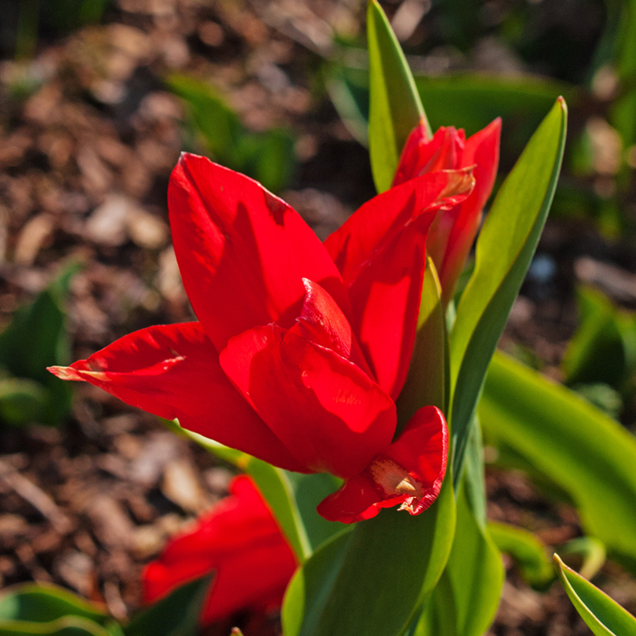 First Tulip