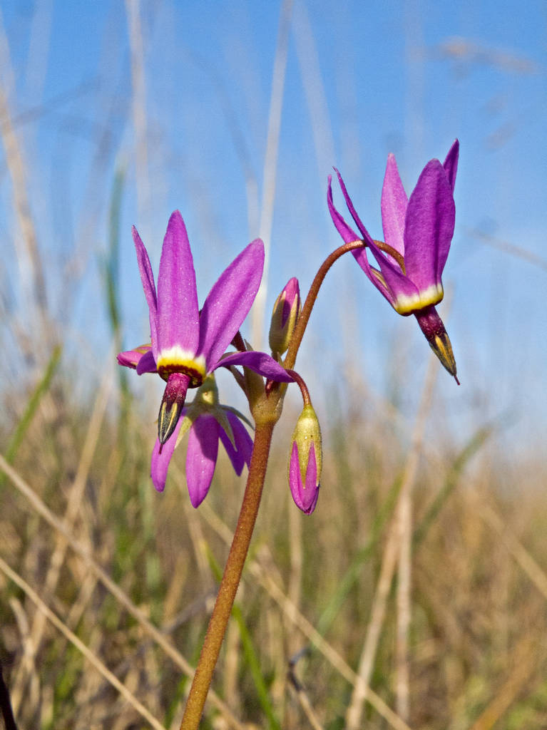 Henderson's Shooting Star