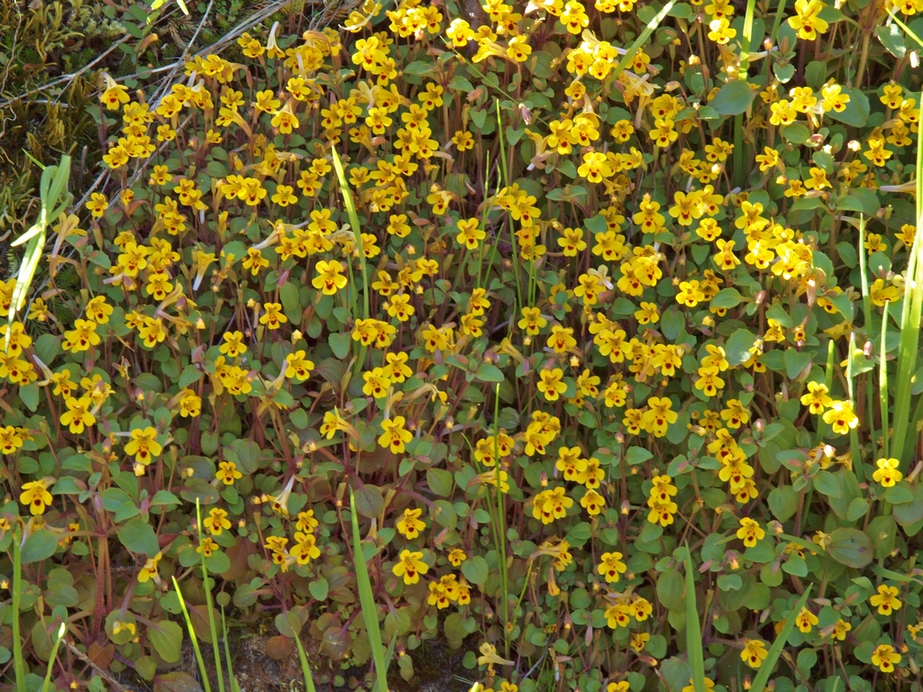 Common Monkeyflower