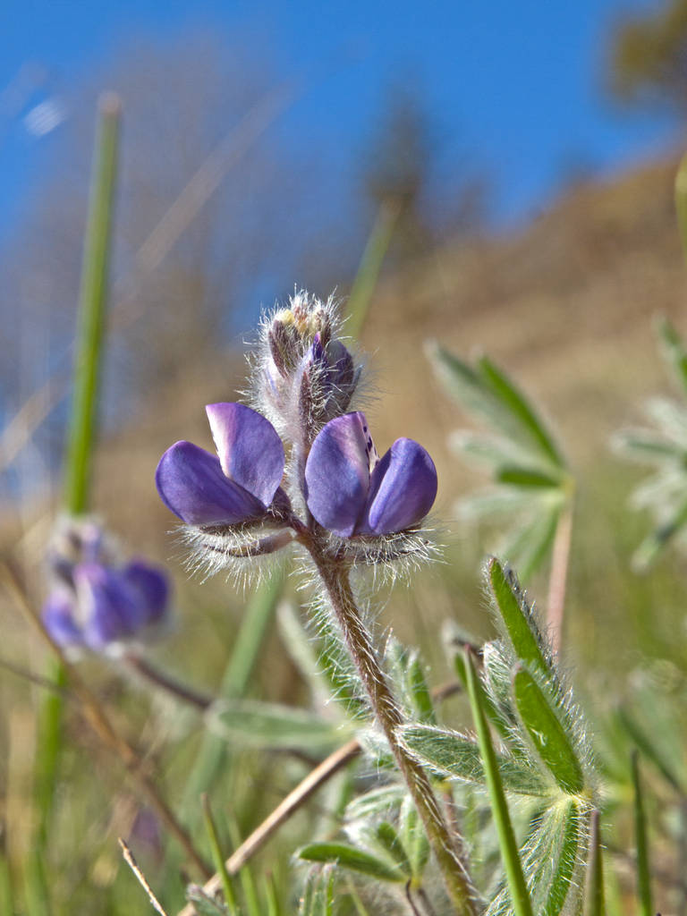 Bicolor Lupine