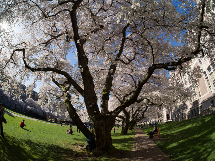 UW Quad, Seattle, Washington (3/30/13)
