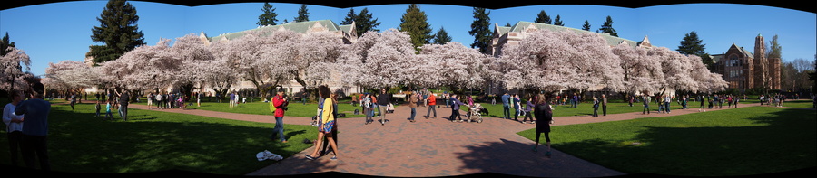 UW Quad, Seattle, Washington (3/30/13)