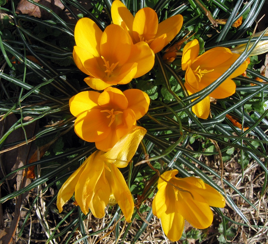 Crocus